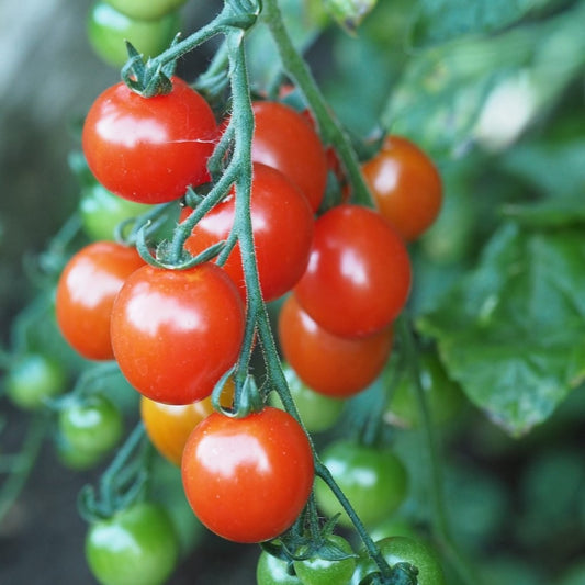 How to grow tomatoes organically