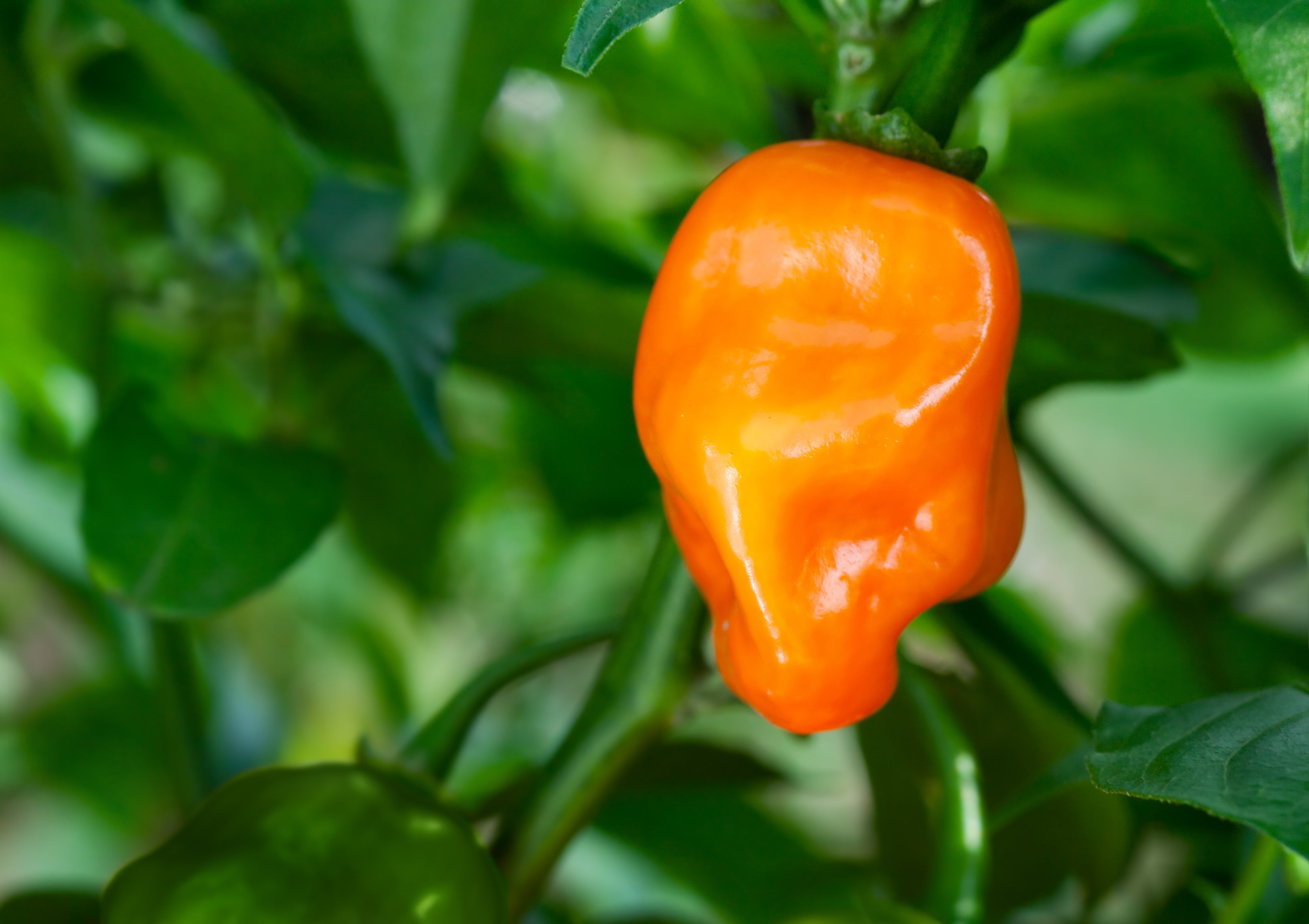 How to grow chillies organically – Grow Sow Greener