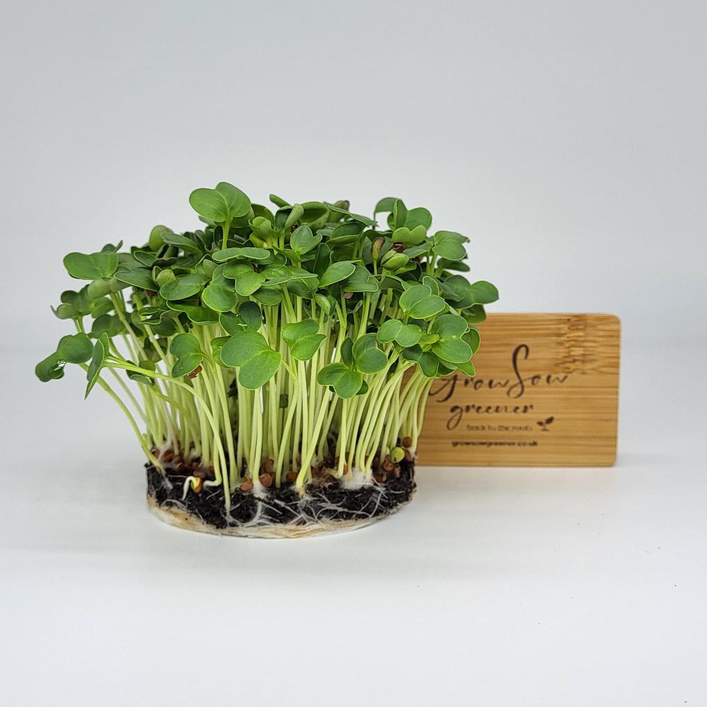 daikon radish microgreens