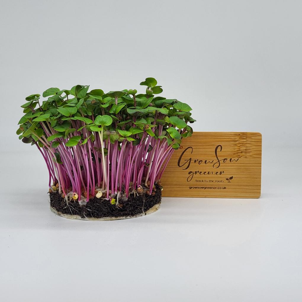 china rose radish microgreens growing 