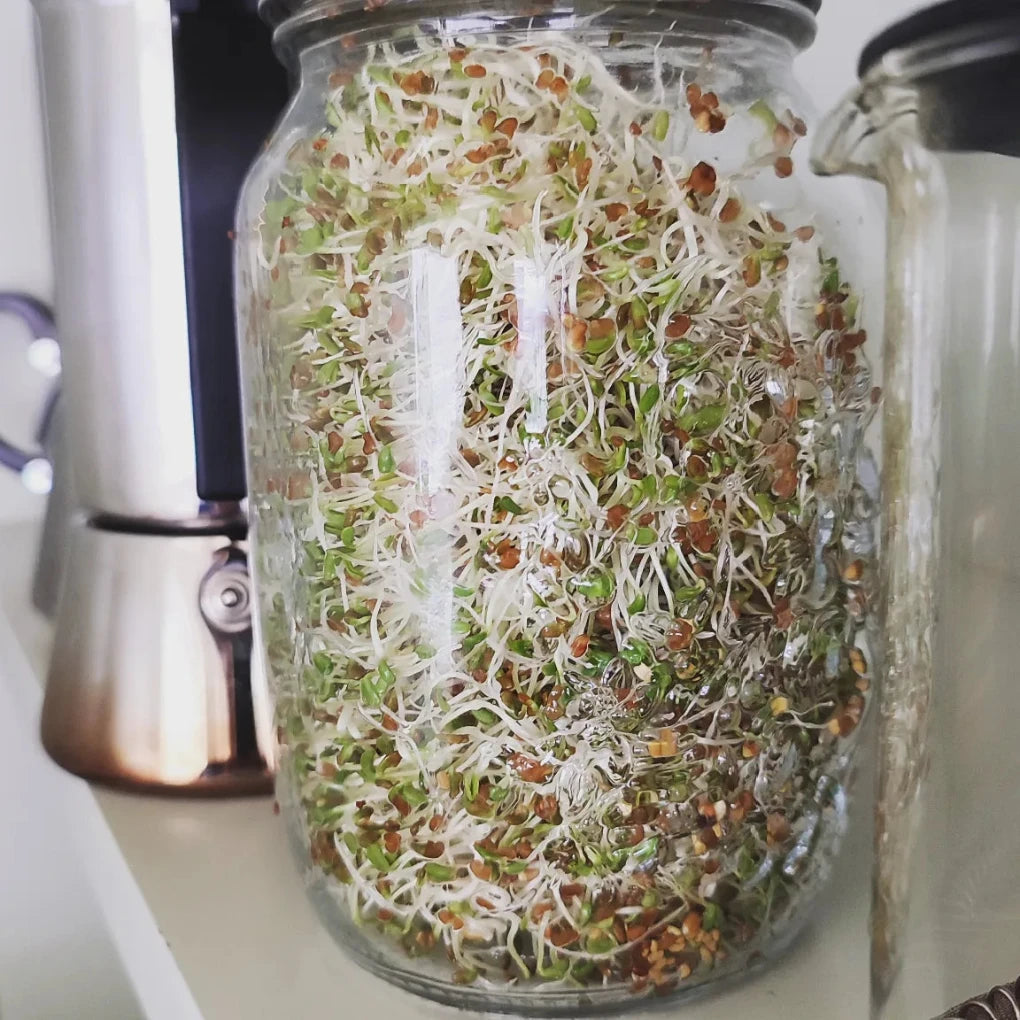 broccoli sprouts in a jar