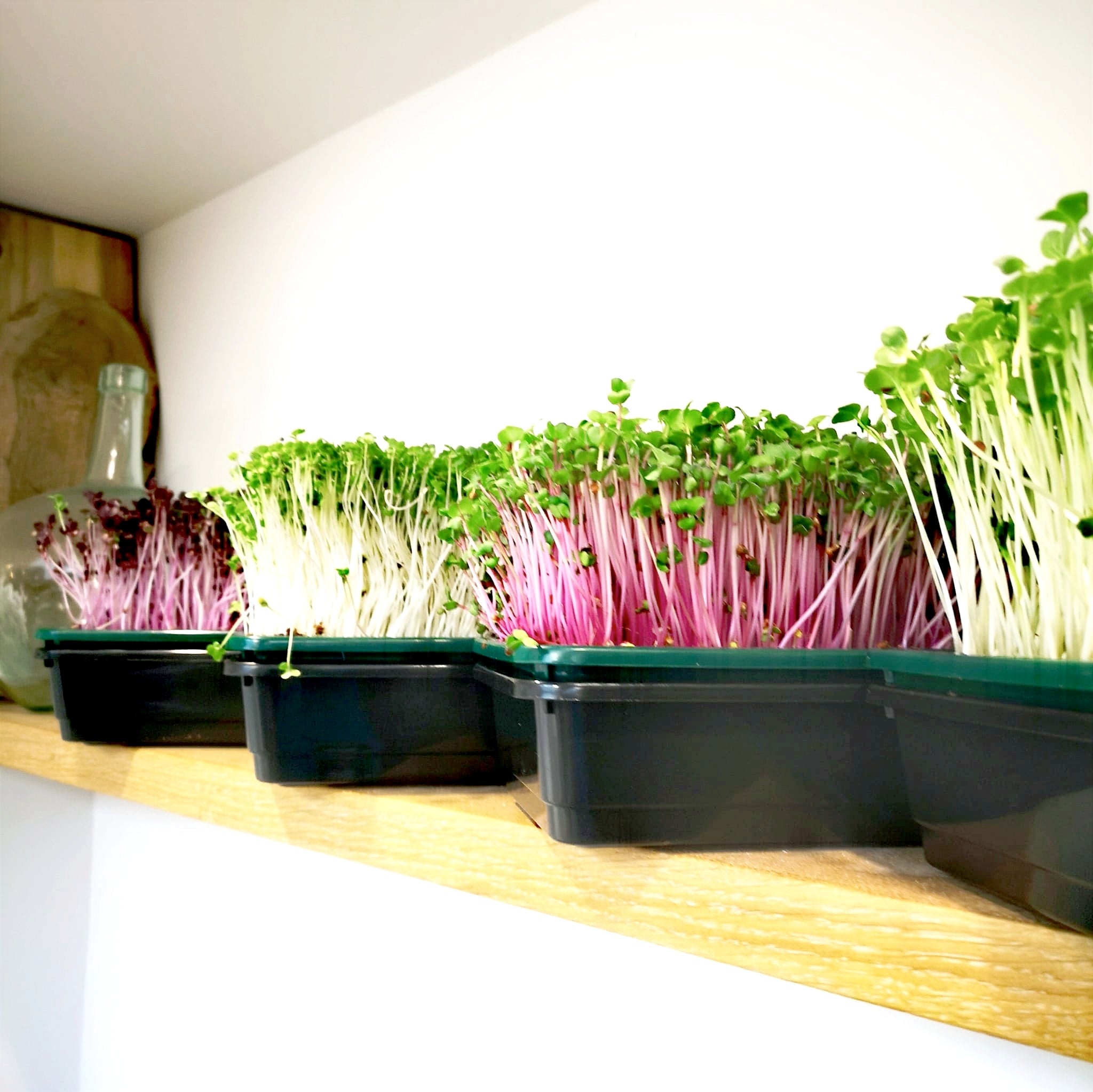 Home Professional Microgreen Starter Kit