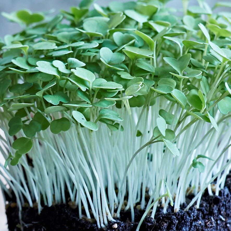 Rocket Microgreen Seeds