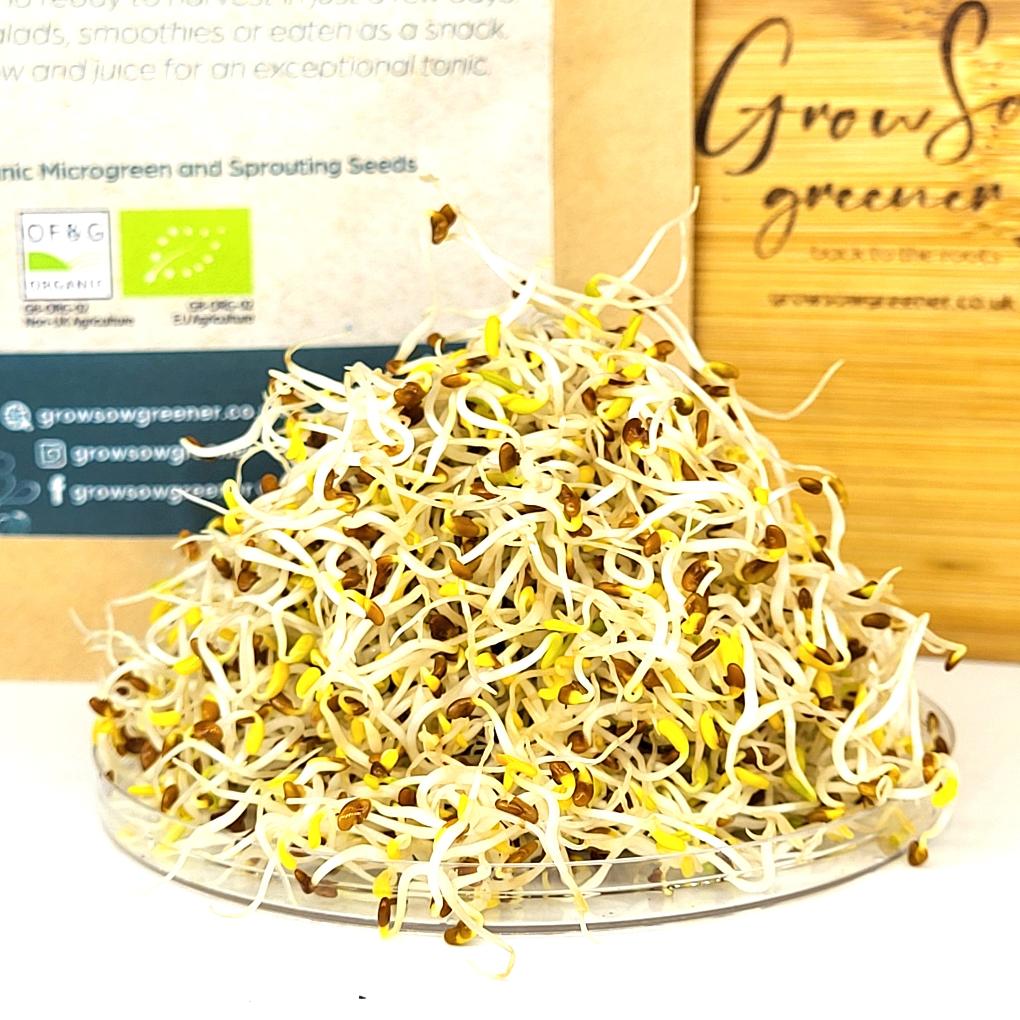 alfalfa sprouts