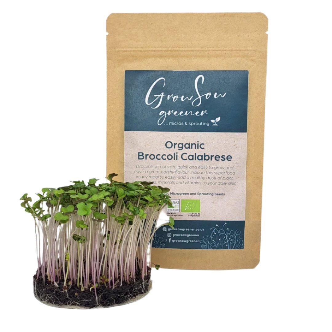 Broccoli calabrese microgreen seeds with broccoli microgreens growing