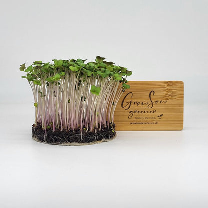 broccoli microgreens growing