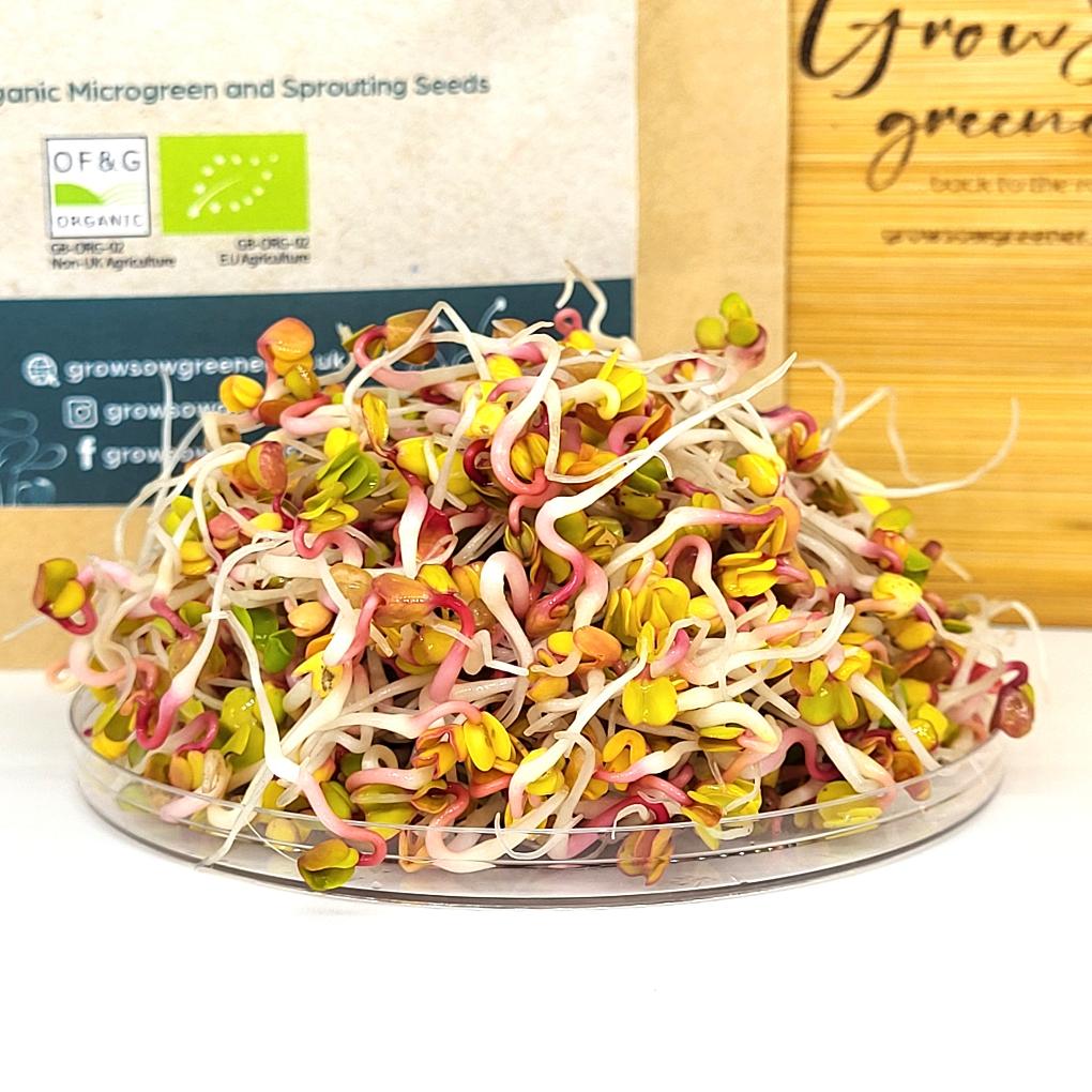 china rose radish sprouts growing in cfront of a pouch of organc china rose microgreen seeds