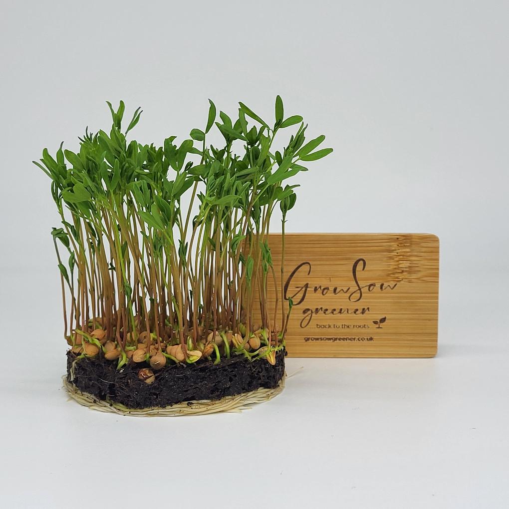 green lentil microgreens