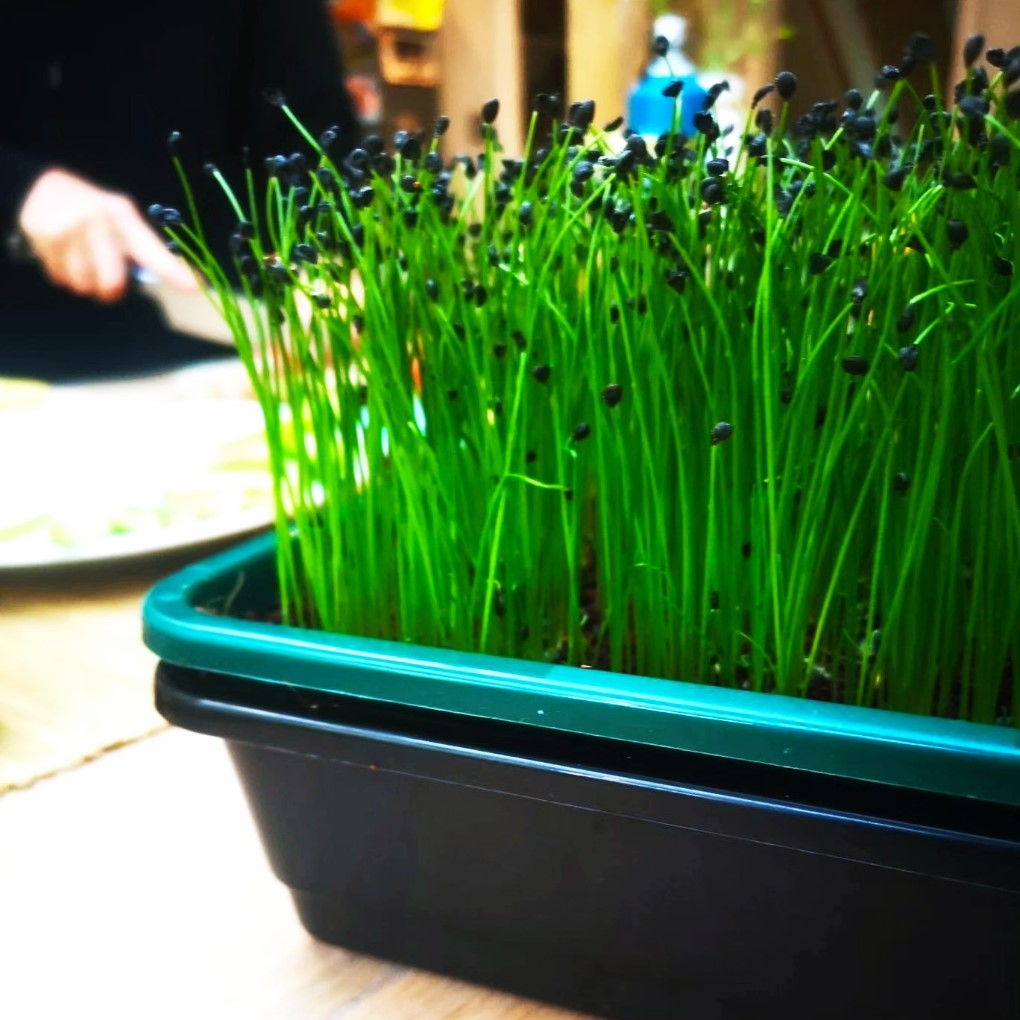 Home Professional Microgreen Starter Kit