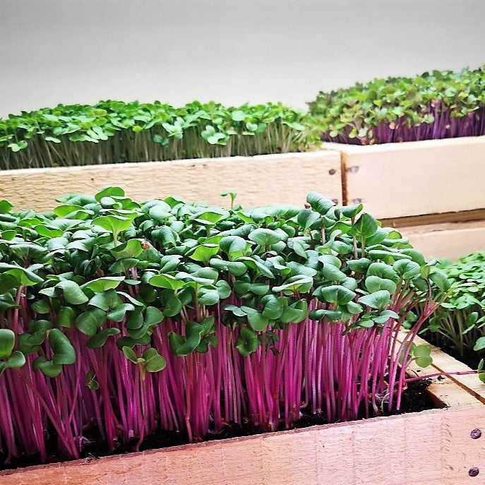 a tray of kohlrabi microgreen seeds in the uk