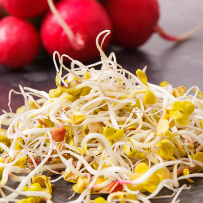 daikon radish sprouts