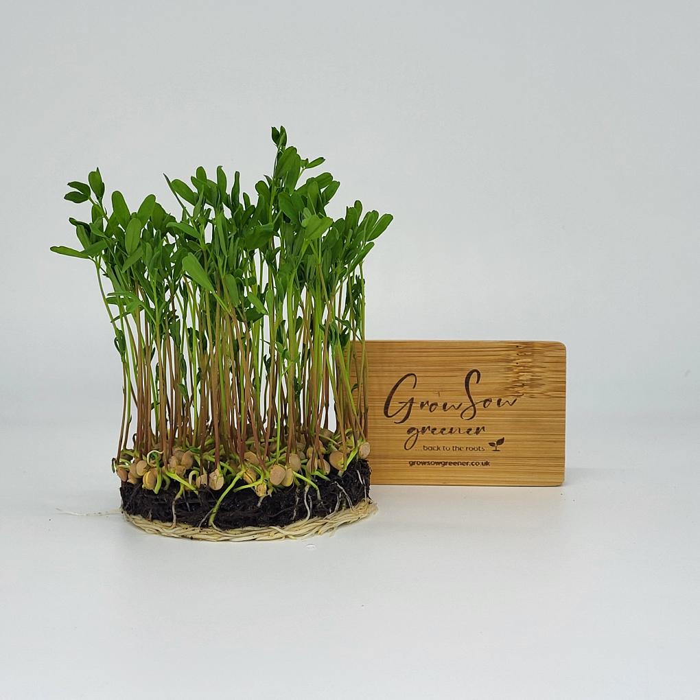 red lentil microgreens