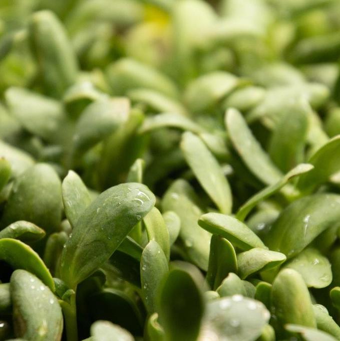 sunflower microgreens