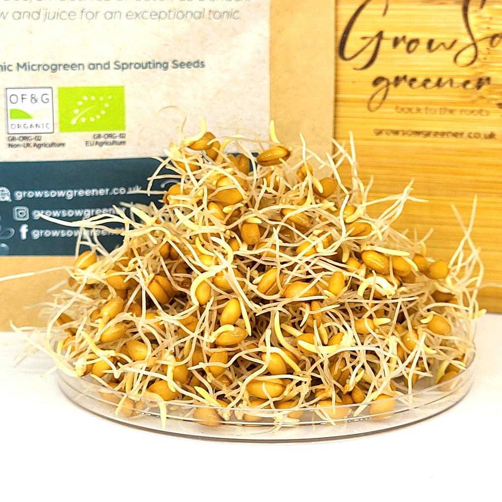 wheatgrass sprouts or wheatgrass pips in a pile