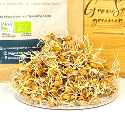 wheatgrass sprouts or wheatgrass pips in a pile