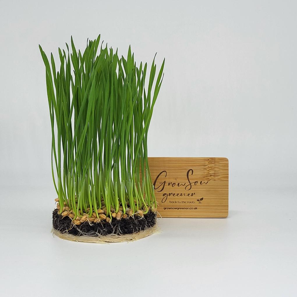 wheatgrass growing