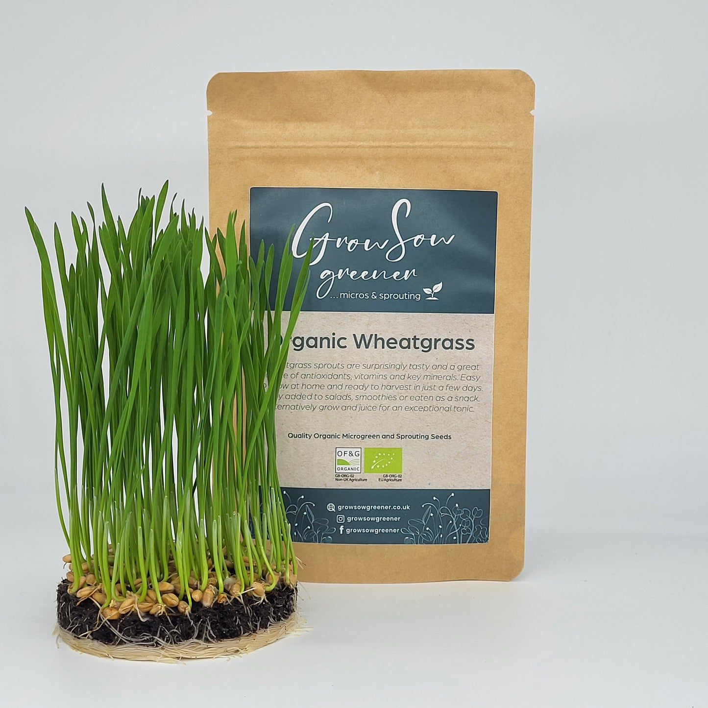 Organic Wheatgrass Seeds